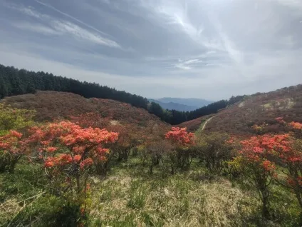 葛城高原自然つつじ園