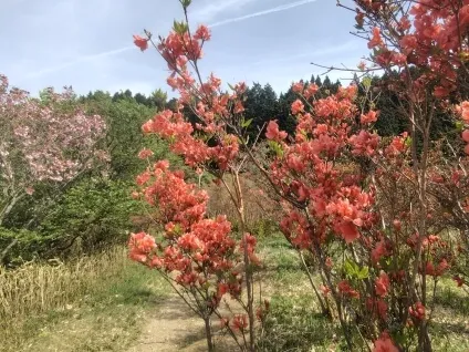 葛城高原自然つつじ園のツツジ